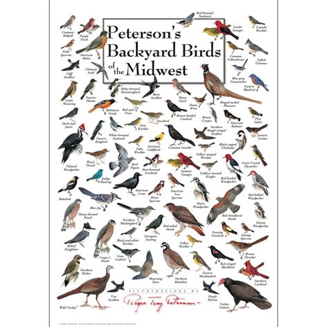 Petersons Backyard Birds Of The Midwest Poster Earth Sky Water