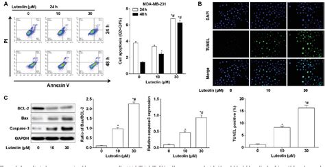 Figure From Luteolin Inhibits Cell Cycle Progression And Induces