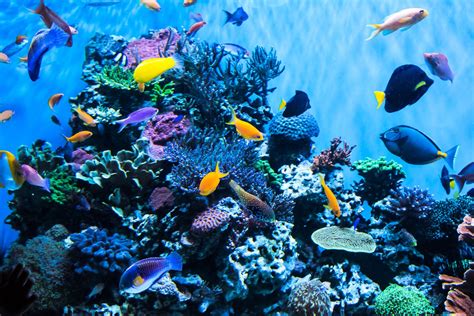 Aquarium De Paris Trocad Ro Adresse Horaire Expo Tarif Outgomag