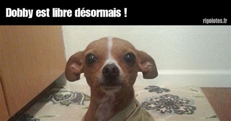 Dobby est libre désormais Blagues et les meilleures images drôles