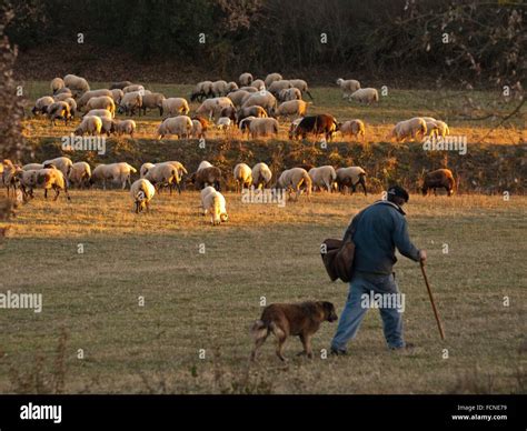 Shepherd With Sheep Flock Viladrau Countryside Winter At Montseny