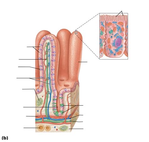 Small Intestine Microvilli Diagram | Quizlet