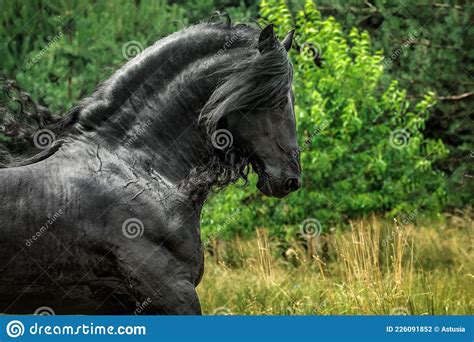 Beautiful Friesian Stallion Black Horses Stock Photo Image Of Face