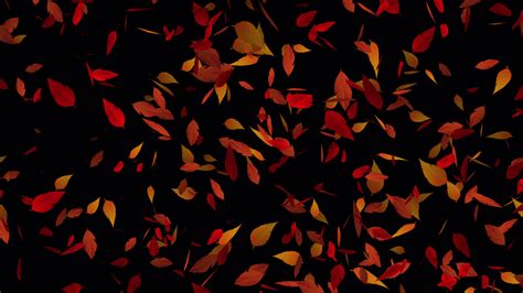 Beautiful Autumn leaves animation for background video, Transparent ...