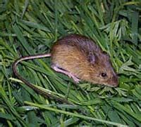 Pacific jumping mouse Facts for Kids