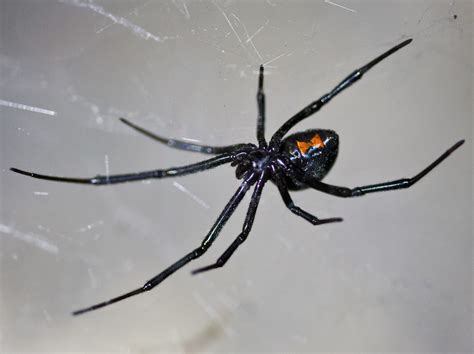 The Top Biggest Spiders Crawling Around The United States Pets