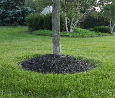 Mulch Volcano • Advanced Tree Health Ltd