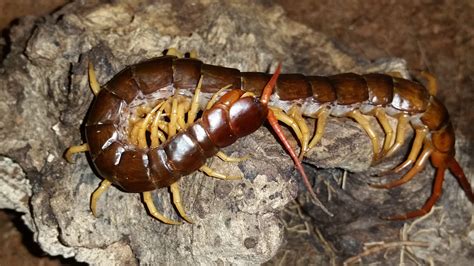 Scolopendra-subspinipes-for-sale