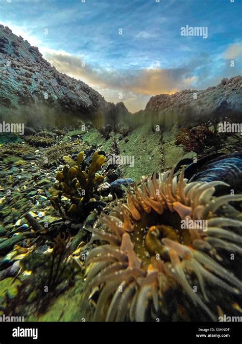 Sea Anemone In A Tide Pool Stock Photo Alamy