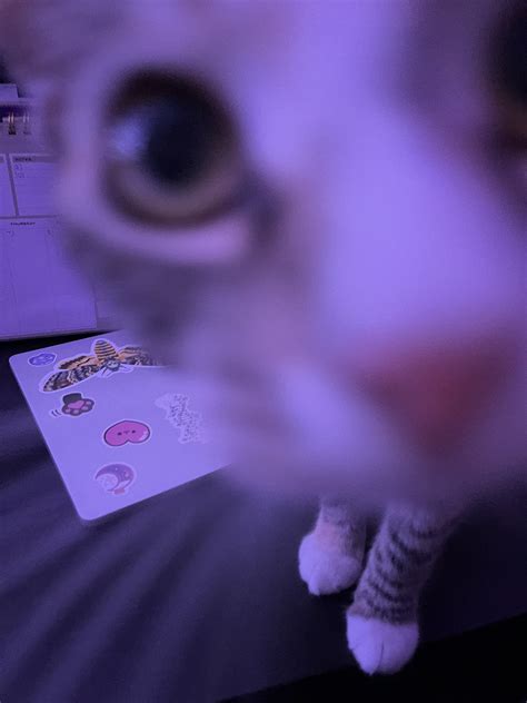 This Cat Is Gay On Twitter Fatfatpankocat They Are Sniffing Each Other Https T Co