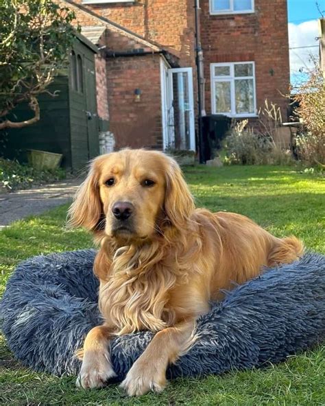 Mini Golden Retriever: Breed Info, Size, Pictures, Traits & Facts