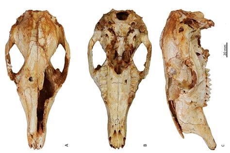 Scientists Find Three Perfectly Preserved Fossils of 'Tree Climbing Kangaroo' In Australia ...