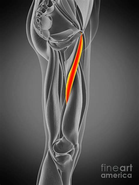 Adductor Longus Anatomy