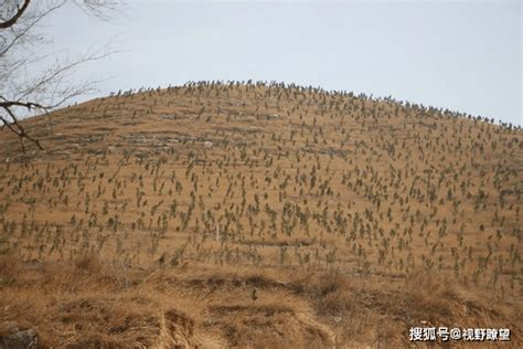 郏县茨芭镇：矿山复绿植树忙绿化