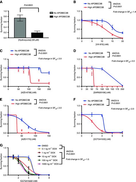 Apobec3b Expression Sensitizes Cells To Inhibitors Targeting