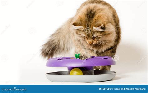 Young Cat is Playing with His Toy Stock Photo - Image of white, coon: 4087080