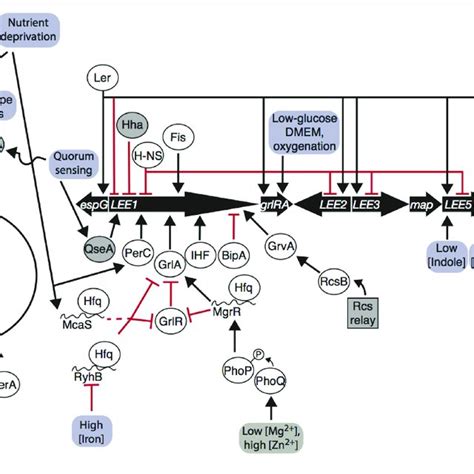 Enteropathogenic Escherichia Coli Epec Lee And Peaf Gene Regulation Download Scientific