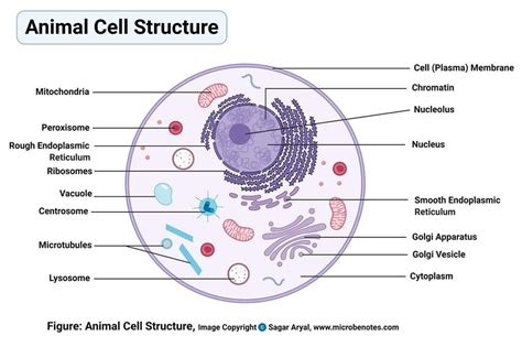 Animal cell vesicle function