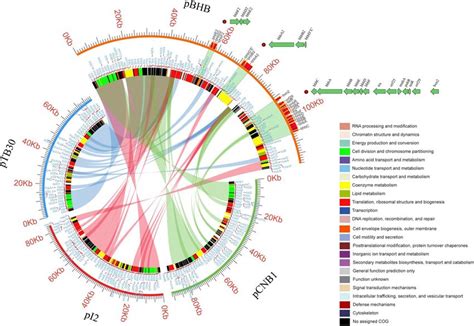 Alignments Of The Plasmidome Of Pbhb With Ptb Pi And Pcnb The