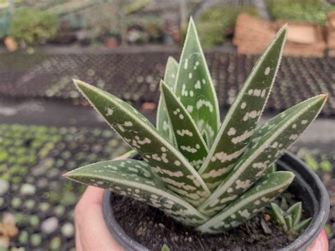 Aloe Variegata Pote Suculindas Da Ioi