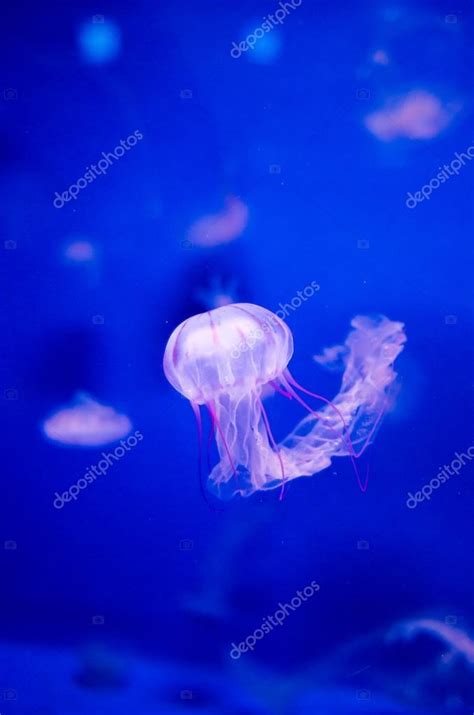 Jellyfish at Enoshima aquarium,kanagawa,japan Stock Photo by ©yoko_ken ...