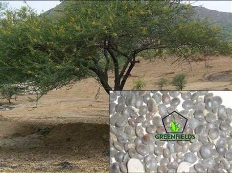 Babool Tree Seed Acacia Nilotica Packaging Size Kg At Rs