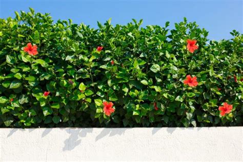 Hibiscus hedge: tips on choosing a variety, planting & care