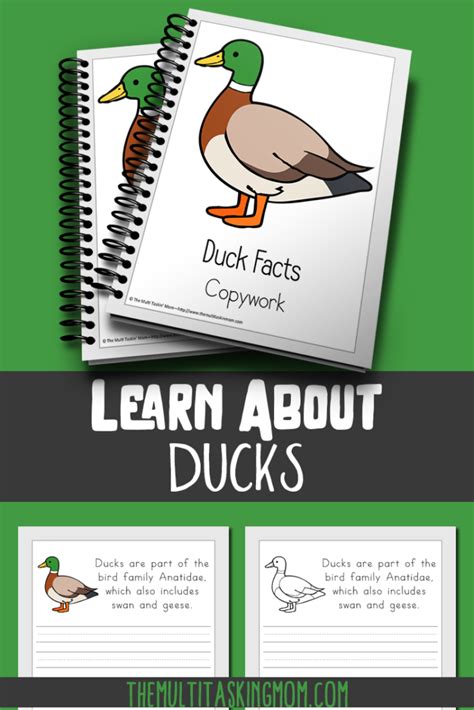 Free Duck Facts Copywork ~ Limited Time