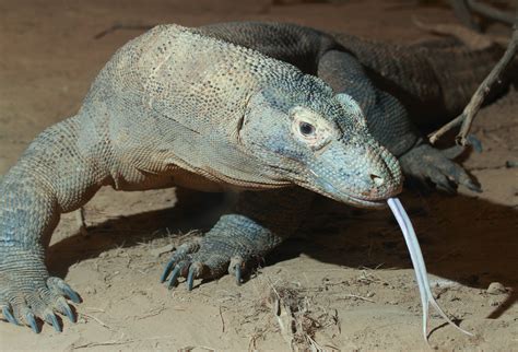 Komodo Dragon Hd Wallpapers And Backgrounds