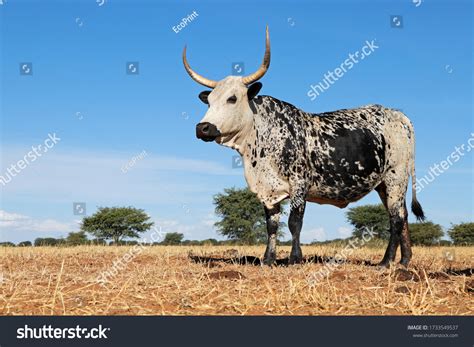 Nguni Cow Indigenous Cattle Breed South Stock Photo 1733549537