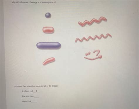 Solved Identify the morphology and arrangement O DO 0000 ( C | Chegg.com