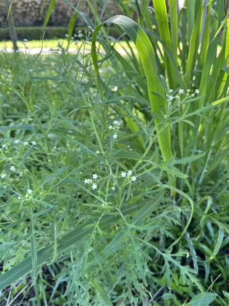 Santa Maria feverfew from 壽山國家自然公園 左營區 KHH TW on August 21 2023 at