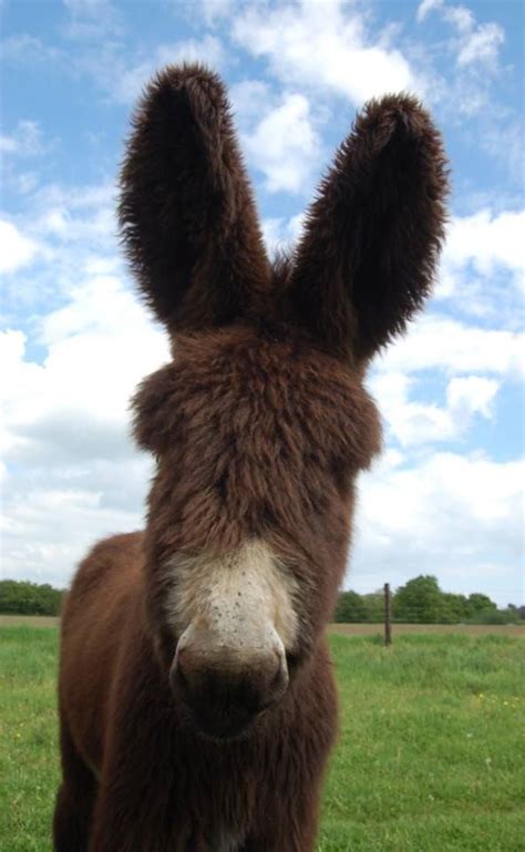 Poitou donkey @ Asinerie De La BAIE | Donkey breeds, Cute animals, Zebras