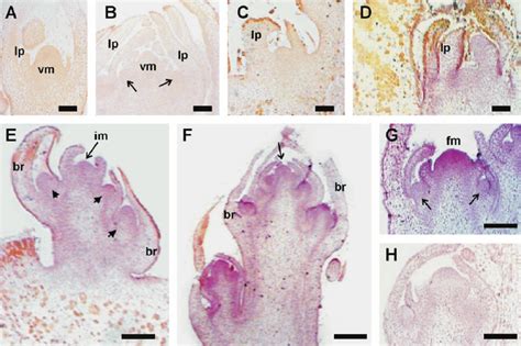 In Situ Localization Of Hblfy Transcripts During Vegetative And