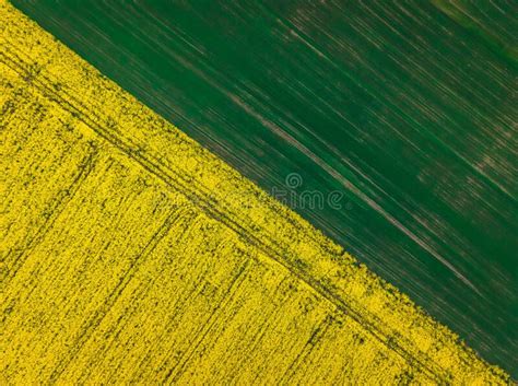 Vista A Rea De Arriba Hacia Abajo Del Campo De La Colza Y El Campo De