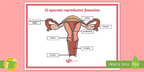 Póster El aparato reproductor femenino Teacher Made