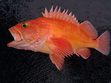 Yelloweye Rockfish | Mexico – Fish, Birds, Crabs, Marine Life, Shells and Terrestrial Life