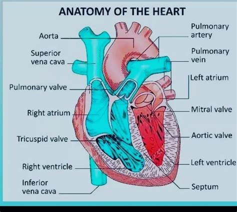 anatomy   heart  hearts chambers valves  circulation