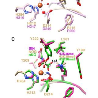 A Sequence Alignment Of Active Site Residues Surrounding Methylated