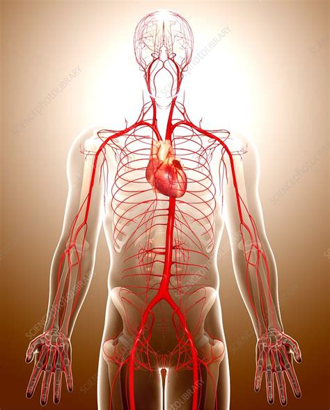 Cardiovascular System Artwork Stock Image F005 9172 Science