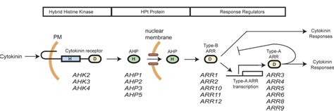 Cytokinin Signal Transduction Occurs Through A Multi Step Phosphorelay