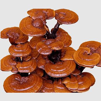 Handpainted Ganoderma Lucidum Wild Ginger Lucidum Ganoderma Lucidum