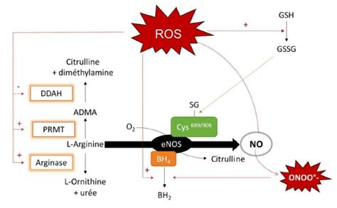 Actions Du Stress Oxydant Sur La Enos Ros Esp Ces R Actives De