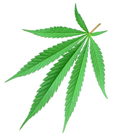 Hoja De Cannabis De 5 Lóbulos 17297043 Png