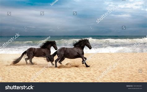 Friesian Horse Beach Stock Photos - 119 Images | Shutterstock