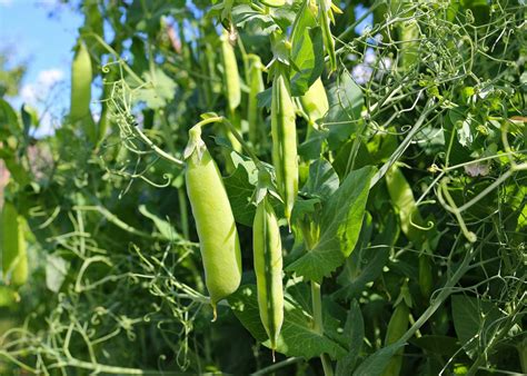 Pois Fourrager Ab La Boutique De Jardinons Sol Vivants