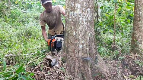 MANTAP Tebang Pohon Akasia Galih Keras Chainsaw Stihl Ms 382 YouTube