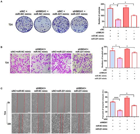 Frontiers Downregulation Of HMGA1 Mediates Autophagy And Inhibits