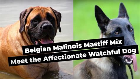 Belgian Malinois Mastiff Mix: Meet the Affectionate Watchful Dog - YouTube