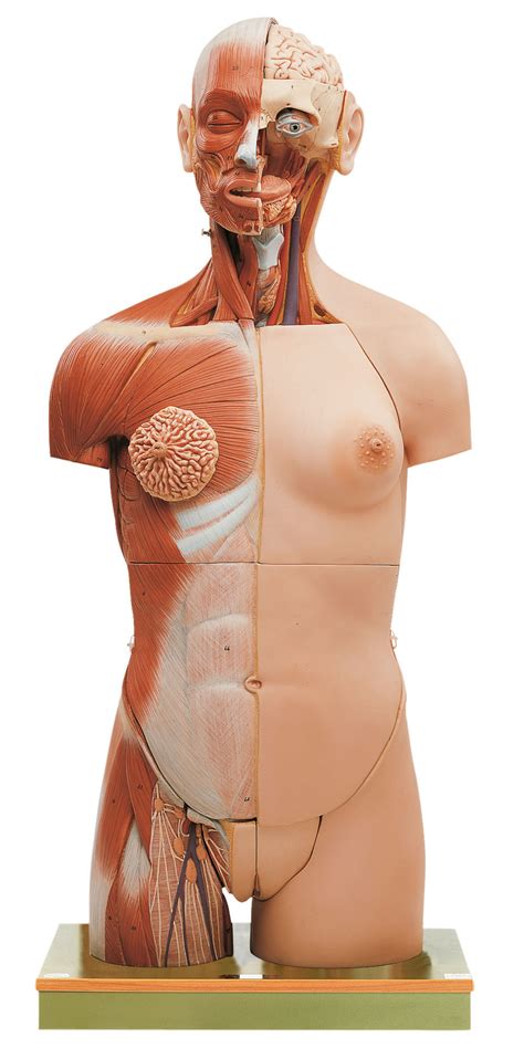 Muscle Torso With Head Open Back And Interchangeable Male And Female